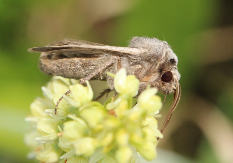 Falena del Moncenisio - Agrotis cinerea